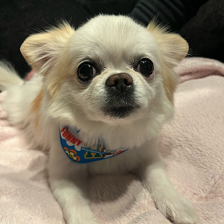 2026/2/23(月)
こんばんは🌙
土曜日ですが、トリミングに行ってきました🐶🛁✂️
トリミング後の姿を撮らせてくれないポコちゃん🐶
けどなんだか可愛いお顔が撮れました🥰(親バカ)