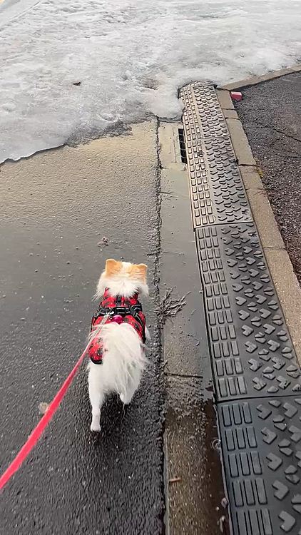こちらも土曜日。
気温がプラスの日が続きだいぶ雪解けが進みました。
このあと日曜月曜とでさらに雪がなくなりました😊
ポコちゃん歩きやすいねー☺️鼻鳴らしながら歩いてます🤣
今朝はちょっと風が強くて寒かったけど。
やっぱりこの間のキャンとかフラつきとか色々あったのは寒さのせいだったと思われます😢
年かなぁ？関節にきたのね💦

