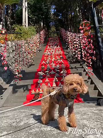 翌日は稲取の素盞嗚神社雛壇飾りを見に🎎
本殿までの１１８段の階段に雛人形とつるし飾りを展示し、日本一の段数となっているそうです✨
毎朝7〜8人の職員で並べ夕方片付けるを毎日しているとは驚き👏👏