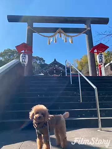 その後は神祇大社へ⛩️
ここはペット用の手水舎やペット絵馬、ペットお守りなどもあります♪
パパさんが絵馬作りに挑戦💪
30分ほど頑張り出来上がったのはチューバッカ😆
ハッピーは毛が伸びたらチューバッカみたいになるから似てると言う事だね👍
