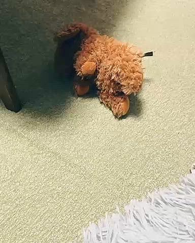 本格的に体調不良の季節(時期)になりました

会社から帰り、

とにかく具合が悪い、もうどこがどうと説明できないくらいに

ご飯をあげ、寝込んでしまいました

「開けて〜🥺」と来たけど気力なく

ようやく起きれるようになった夜中、

ライちゃんがねんねしちゃいました

「ちっちゃい子ちゃん」(ぬいぐるみ)を放ってふて寝





