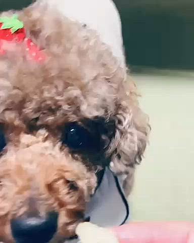 りんごを食べたら、ムクっと起き出しやってきた

もらったらまたねんねしました







