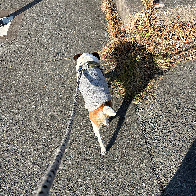 花粉大量飛散中
私は万全の花粉対策で散歩に
タイガー🐯もクシャミしてる😅