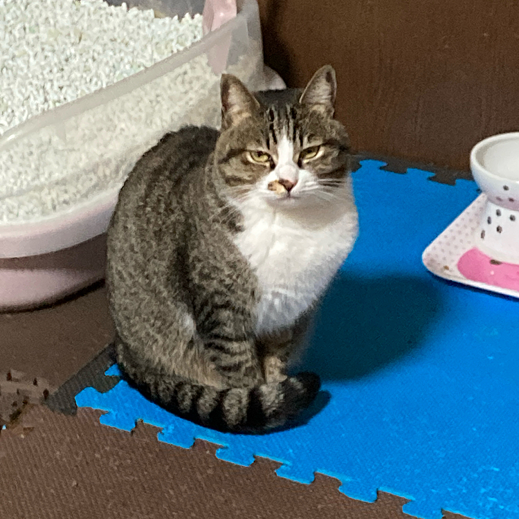 まだ寝ないなら、ご飯ちょうだい🥺