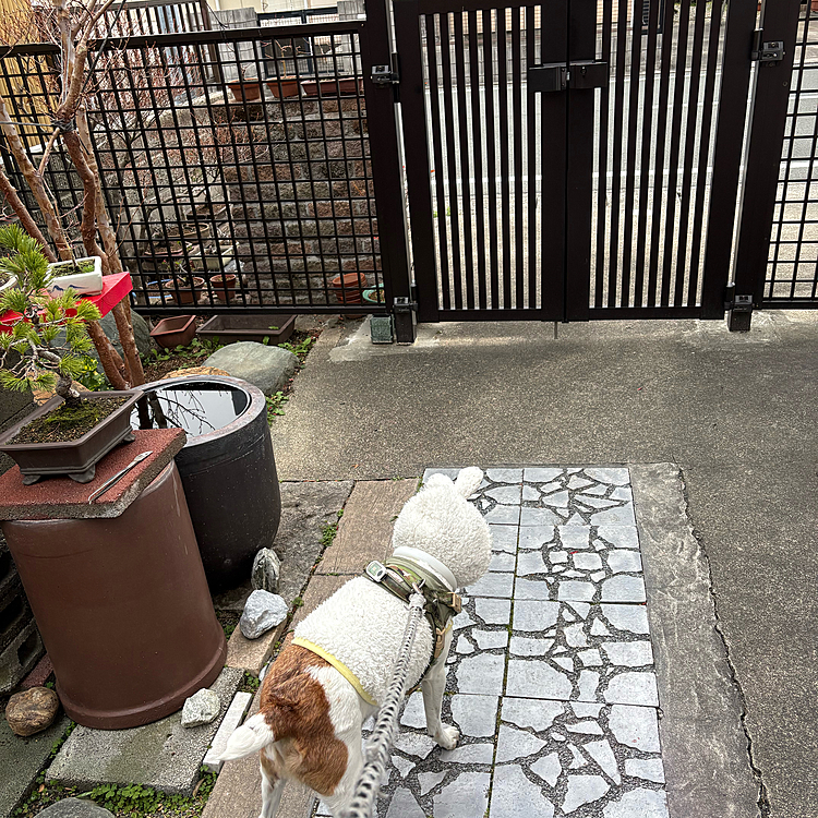 未年🐏に買ったお洋服で
あの年は
どの子も羊さん🐑でしたね
次の未年迄待ってると
着れなくなりそうなので
花粉避けに
着せてみました

