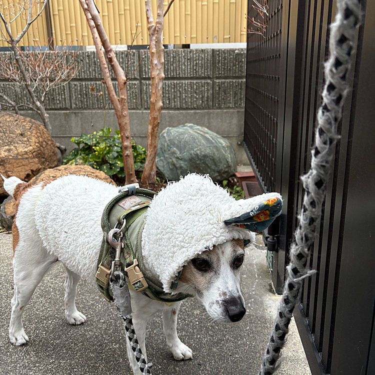 あのときより
嫌がらずに
ちゃんと被ってる🤣🤣🤣