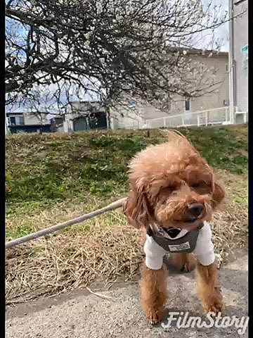 土曜はパパさんのばぁばの所へ🚗
暖かかったので一緒にどこかお出掛けと思ったけど強風の為断念😔
ハッピーはちゅーるを貰ってご機嫌さん♪
帰りがてら私のじぃじの所へも寄りました🚗
一緒に野球や競馬を楽しむハッピー⚾️🏇
庭に自生しているキンカンを大量に貰ってキンカン蜂蜜を作りました🍊🍯
種を取るのがめちゃくちゃ面倒でしたが美味しく出来ました✨✨