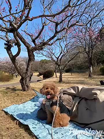 日曜は近くの緑地公園の梅林へ🌸
もう散りかけていたりまだ蕾だったりとほとんど咲いていませんでした😆
楊貴妃と言う品種のみかろうじて咲いていました☺️
相変わらずおにぎり持参🍙してお昼寝してのんびり過ごしました🐶👨
楽しそうで何より😁
