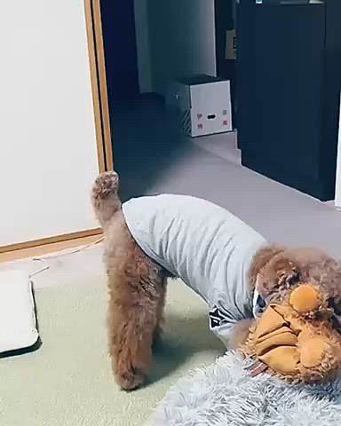 散らかり放題のらいちゃんちですが

ライちゃんがひとり遊びしている図です

もっと激しく遊んでいるときあるんだけど

すぐ、カメラに気づいてやめちゃうんです










