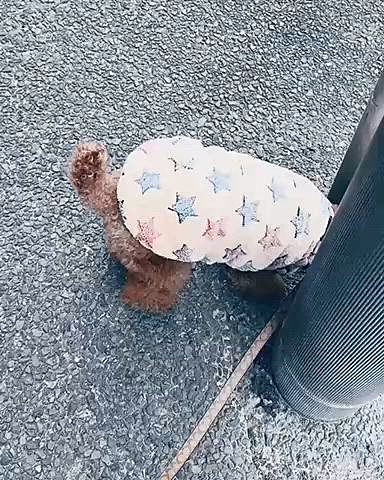 ある日の散歩風景








