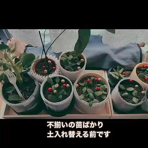 野菜のタネから育てるやつやってみたくて

アボガド成功しました

フォークで立ってる木になりかけの苗は水をあげすぎて根腐れしてしまいました💧残念😢

夜中にウイスキー🥃を飲んだ時、なぜか撮った写真

次の日、頂きもののポンカンジャムとレタスで

米粉のパンを焼いて食べました

ポンカンもしなびてきたので、ジュースにして

贅沢なポンカンランチです😊

静岡のお友達が毎年ポンカンくれます

マジ感謝❤️💕

















