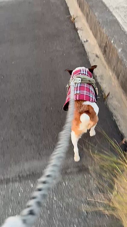 急に急ぎ出したタイガー🐯😅
💩でたくなったみたい、、