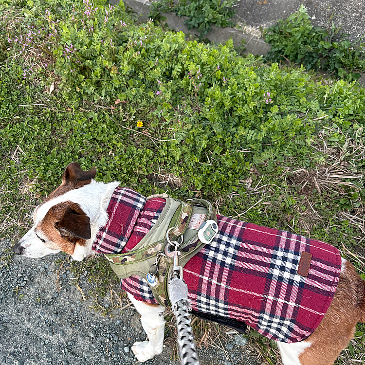 たんぽぽ咲いてる
