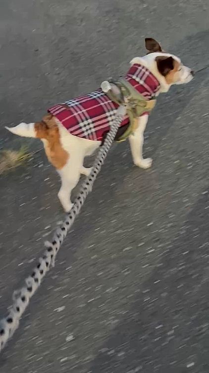 スッキリしたのに
何故か急ぐタイガー🐯