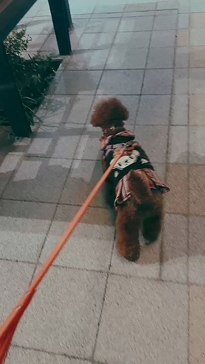 日曜日3/8、ちょっと寒かったけど

お散歩しながら東京駅まで歩きました

服着せてたし

これで風邪をひいたとは思えないのですが

この時はこんなに元気にお散歩してて

帰ってから夜中に吐き気と腹痛に襲われ

救急病院に

でも、「早く来たからなのか(膵炎ならこの後悪くなるかも)、今回は軽い胃腸炎なのか、今はそんなに悪い状態ではない」

と言われ、帰宅したのが2時過ぎでした

すでに月曜日





