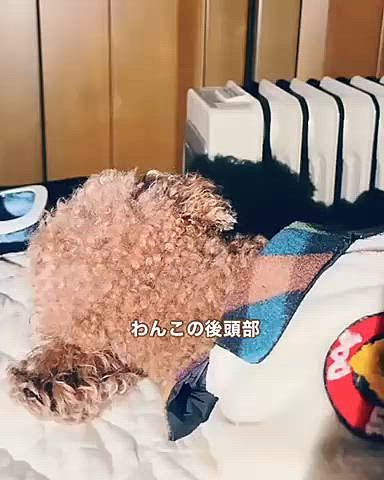 人間のベッドの上で

加湿器とヒーターの前を陣取り休養中です

飼い主はテレワークしました






