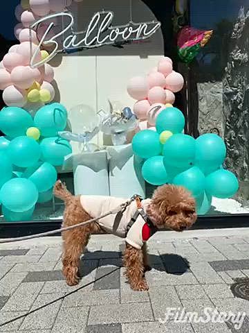 日曜は前日予定していた買い物&味仙に行こうと思い直したパパさんでしたが、この日は名古屋ウィメンズマラソンで市内のあちこちで交通規制となるので諦めマッタリ過ごしました🐶
ショッピングモール先に1本だけ歩道に咲く河津桜を見てからショッピングモールをお散歩しました🐾
