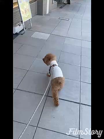 相変わらずペット用品店にまっしぐら💨💨
手前のフライングタイガー🐯あれ違う💦
お隣の時計屋さん、2度ほど入り直しますがやっぱり違う💦💦
そうそうココだよ🐶
と必死ですが買い物の予定は無いので寄らないよ😁
