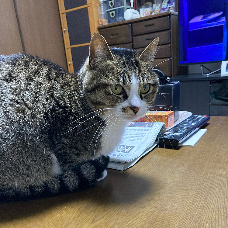 テレビばっかり見ないで遊んでよ！