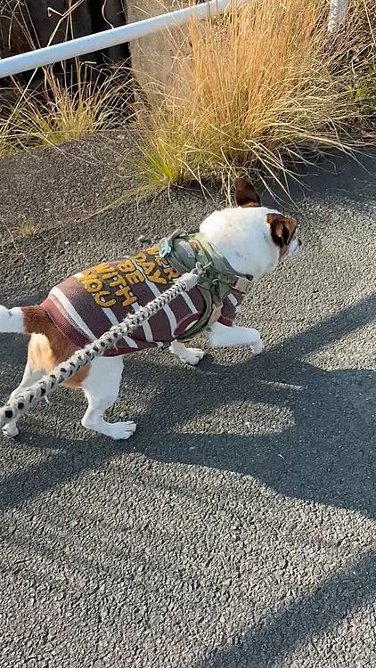 終わっちゃったし
さっさと散歩行こっと