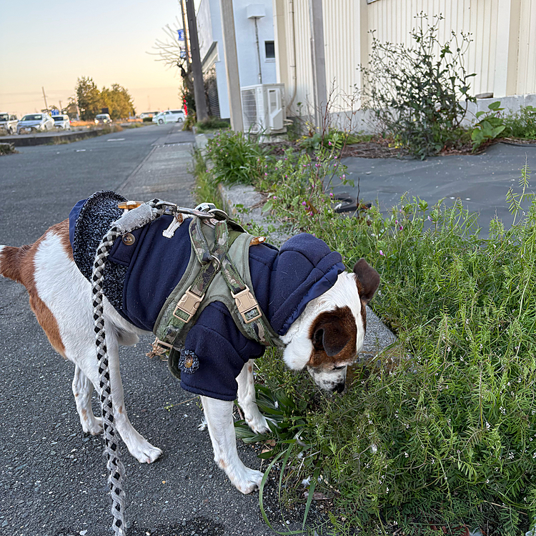 もうすぐ6時だけど
まだ明るい