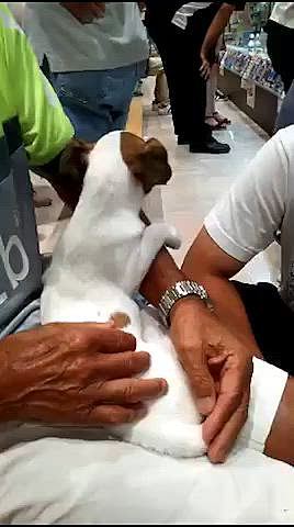 この子でどちらにするか悩んで
他にも3箇所ペットショップ回り
うちにきたのが先の元気な子
そうです
タイガー🐯です