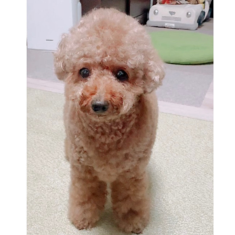 お家🏠お風呂🛀入りました

ふわふわぽわぽわホヤホヤです

こうなるまでに２回、

おやつ休憩入りました😆









