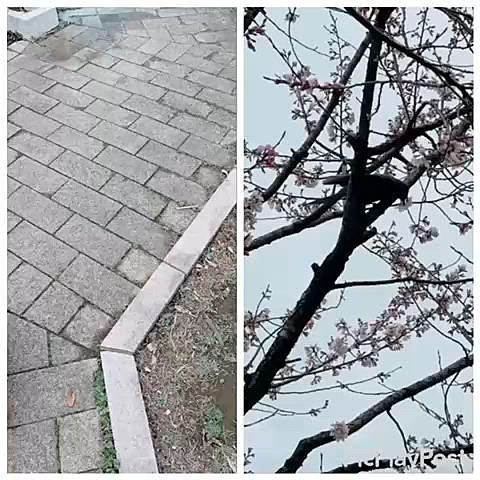 ある日の昼間の散歩

ライちゃんはクンカツに夢中だけど

桜🌸に鳥が来ました

春だけなんでいろんな鳥がいるんだろう？？？







