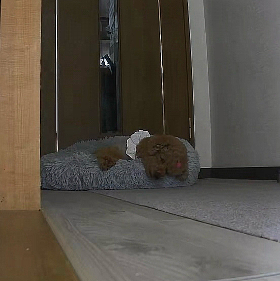 ある日のお留守番風景

ぐっすり眠ってるやん😆









