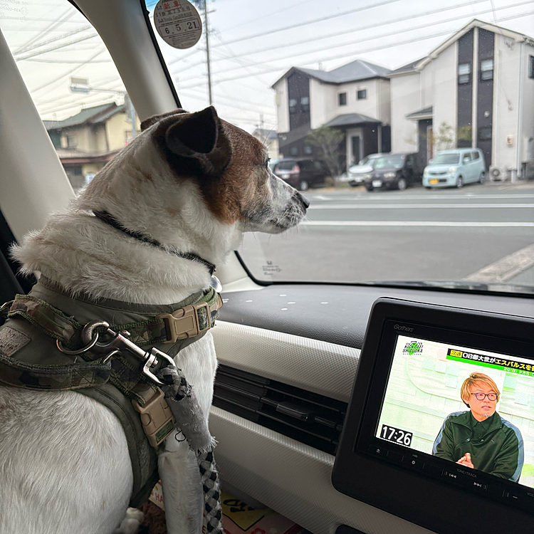 今日は、トリマーさんの自宅でトリミングだった
帰りの車内
すぐに自宅なので、そのまま
