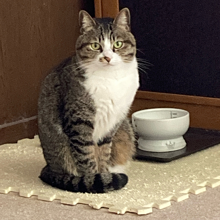 もう10分くらいずっとご飯を待っています。でも本当はその前にしっかり食べています。かまって欲しいのでしょう、かわいいです。