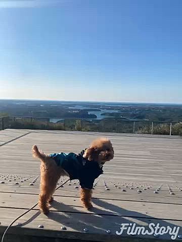 最終日は三重県志摩市の横山展望台へ🚗
売店も開いていない時間だったのでコンビニでドリンクとパンを購入して絶景を見ながらのモーニング☕️🥐

英虞湾が見渡せる風光明媚でお気に入りの場所✨
平日早朝なのでほとんど人もおらず散策したりボーっとしたり2時間も滞在しました😆

最後は浦村の牡蠣を食べに🦪
店内オッケーのこちらのお店の牡蠣づくしはどれも美味しくて大満足でした😋