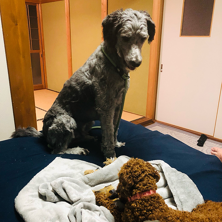 ルカくんにお気に入りのおもちゃを取られて少し悲しそうなクロくん