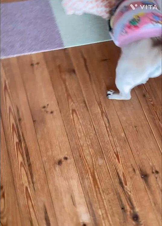 おまけ🎁
『お出かけするよ』の声で『喜びの舞♪』n