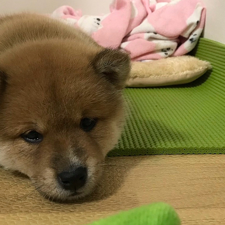 これがこむぎのちっちゃい頃の写真です！
