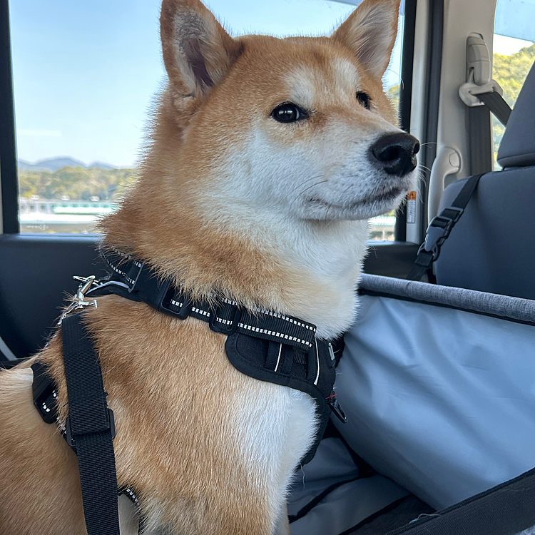 今から串本に行きます！眠たそう


