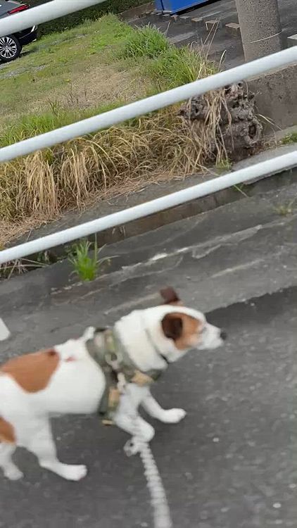 最近頑張ってダイエットしているタイガー🐯最初10.6キロあったが
今日の時点で9.6キロに👍