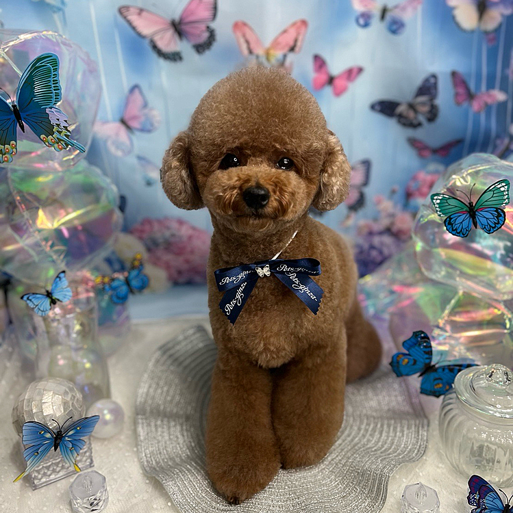 雨の中トリミング行ってきました

道が混んでいて遅刻してしまいました💦

シャンプーの写真を撮る時間を削ってくれて

でも、「フォトブースでの写真は楽しみにしてるんですぅ💦」と泣きつき

少なめでしたが撮ってもらいました😅

おリボンにちょうちょ🦋の飾りがついていて

オシャレ〜💕




