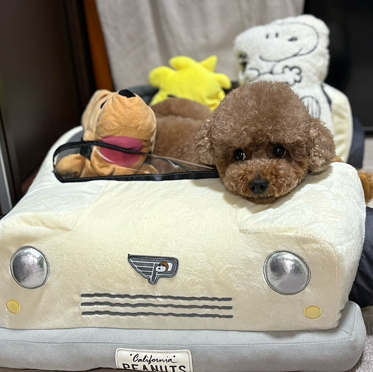 ブーブ🚗に乗れたライちゃん

でもまだイマイチ気に入ってないようです








