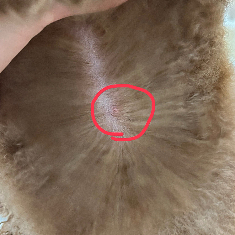 トリミングでは、

こんな小さな発疹も写真でお知らせしてくれます

イボぽいと言われたのですが

爪でちょいちょいしたら取れました

例の角栓みたいです









