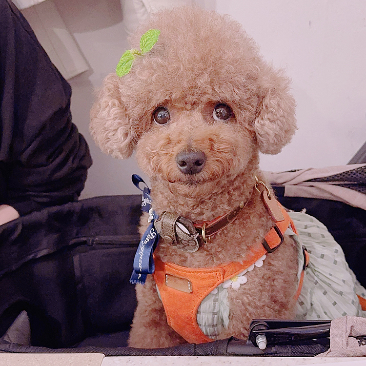 串カツ田中に連れて行かれて

おとなしくしてるライちゃんでした

相手してくれる店員さんがいなくて

ちょっとがっかりなライちゃんでした







