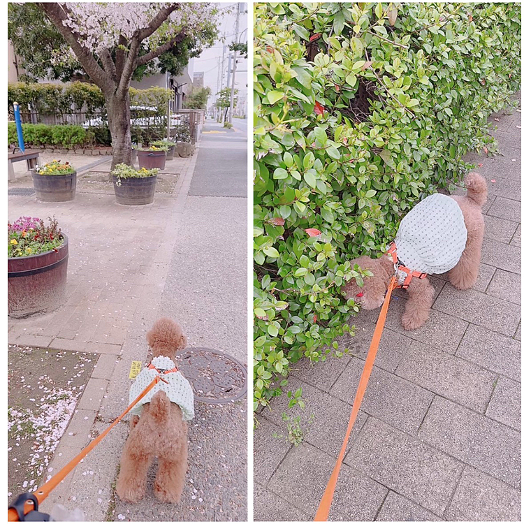 バルーン型のワンピース

桜がまだ咲いてる公園ありました

今日は草に頭くっつけたりしたので

お口の周りも目の周りも念入りに消毒しました







