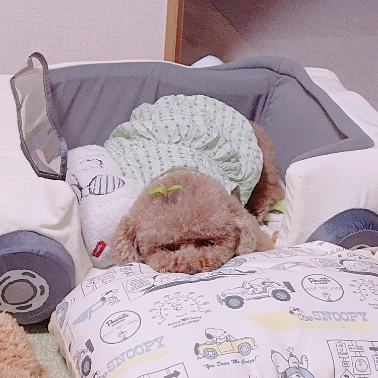 あれれ？どこの子？とゆーお顔ですね

クッションをとったら中に入るとゆー😅

月１のカイカイ止め注射、

今回は痛かったみたいで

キャンキャン、泣いちゃいました

あー、ヨチヨチ

「痛かったねぇ」とまるで人間の赤ちゃんみたいな扱いでなだめられたライちゃん

あー💧次の受診…

更にビビりそう😢💧









