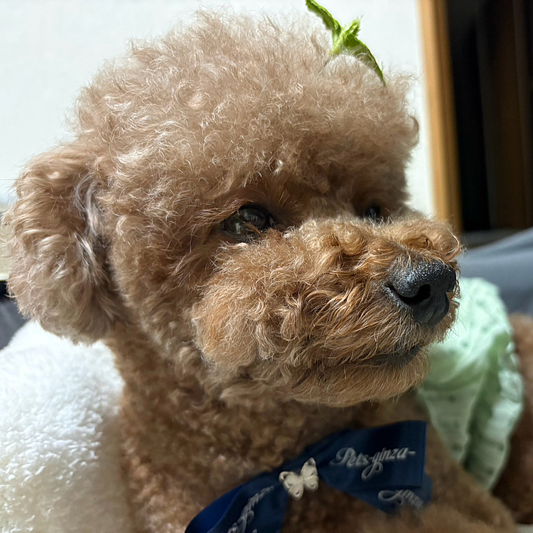 ママ渾身の作、髪飾りを公園でゴソゴソクンカツしたときあたりで落としました

探しにも行ってないんだけど

雨でドロドロだろうな…

また、作るか〜

ライちゃんは「どーでもいい、なんなら付けなくていい」

と思ってます








