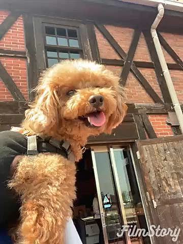 3/25(土)
名古屋より暖かく桜も咲いているかと思ったけどあまり咲いていなかったので赤レンガの建物や蔵の街を散策🐾
皆さんご存知のミツカンの創業の街でミュージアムもあります（🐶🆖）
スパムむすびの簡単お弁当🍙
ミモザの公園にも立ち寄り🐾
ミモザは見頃を随分過ぎていますが早咲きの桜との共演が見れて良かった🌸🌼