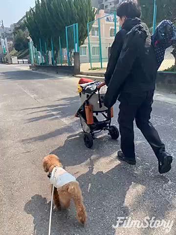 日曜は徒歩で近くの桜の園へ🌸
カセットコンロで焼き鳥や冷凍の焼飯で簡単ご飯で花見酒🍶
ハッピーは危ないのでバギーに乗せるけどすぐに出ては乗せられるの繰り返し😆
ちゅーるも食べれたし楽しかったかな😋