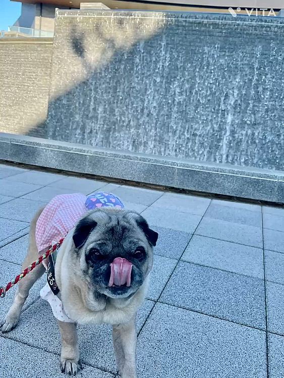 いいお天気でワンコ連れいっぱいの中、同い年パグのアラシくんとはじめましてのご挨拶💕
明日4月9日はししまるの10歳のお誕生日🎂プレゼントに可愛いワンピースGetしました🤗
