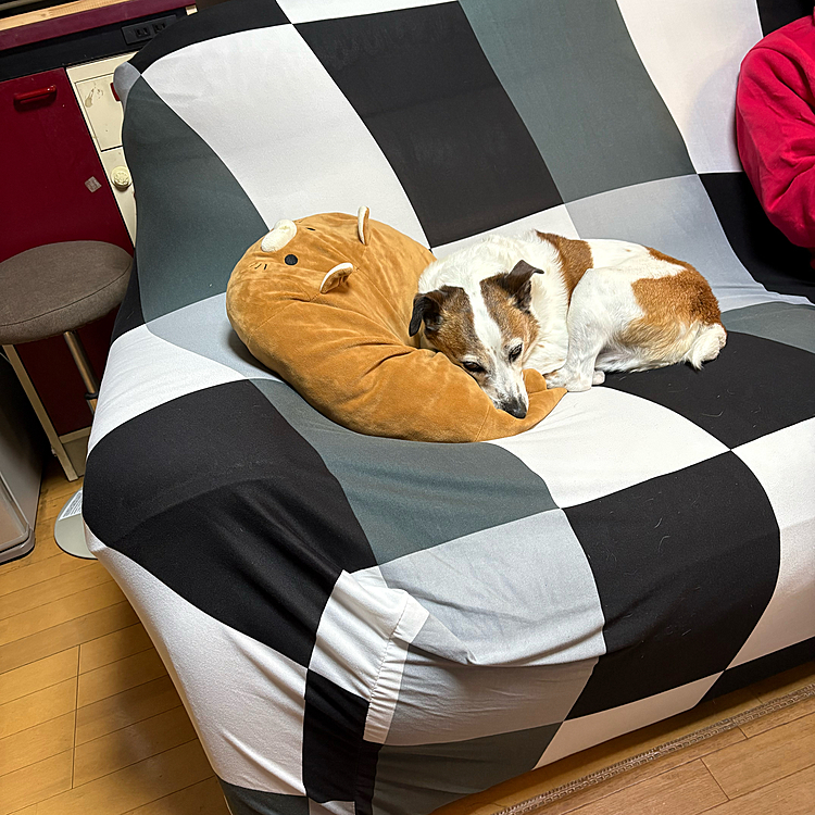 白いソファー🛋️のよごれが取れにくいのでカバー掛けたら
モグラのぬいぐるみ🧸を枕にして
寝てた🤣🤣🤣