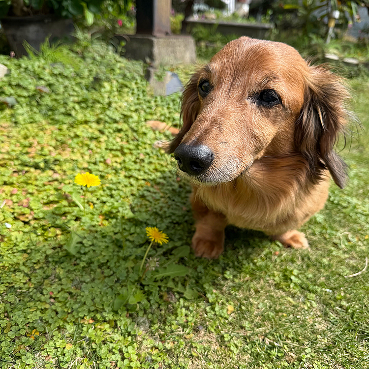 ちょっと庭先に出たら小さいタンポポが可愛らしく咲いてたので思わず記念写真✨✨✨特に何の記念でもないんだけど😂😂😂