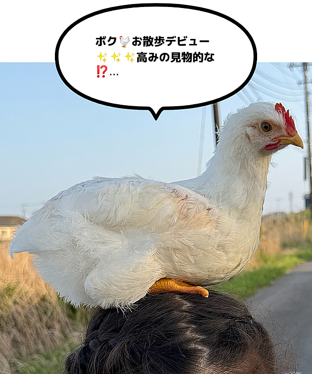ココﾁｬﾝ🐶お散歩コースの…まぁ挨拶程度のお付き合いのおうちで生まれて2ヶ月位らしいのですが初めてお外を歩かせてみたとの事で💦
ニワトリ🐔ってこんなに懐くんだ💦って思い、実際に触らせてももらいました🥰
その間ココﾁｬﾝ🐶ワンワン吠えてて若干嫉妬してた様です🤣🤣🤣